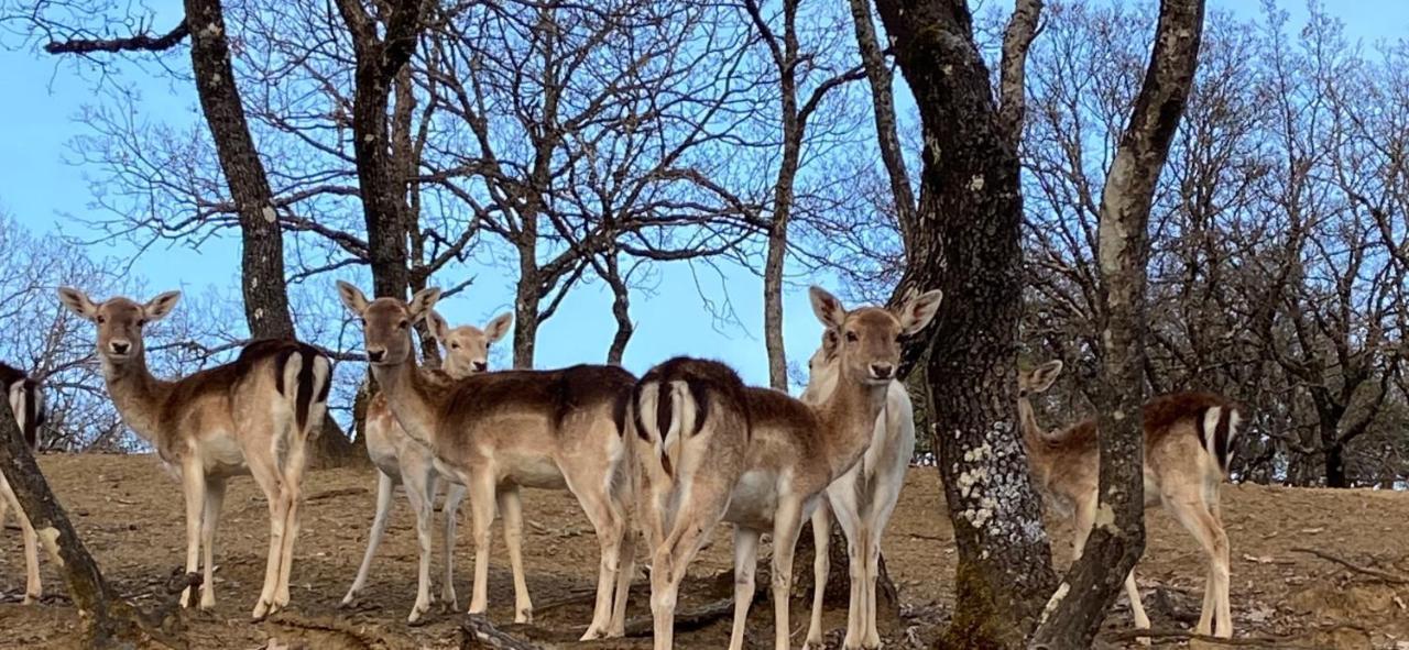 Bourazani Wild Life Resort Konitsa Bagian luar foto