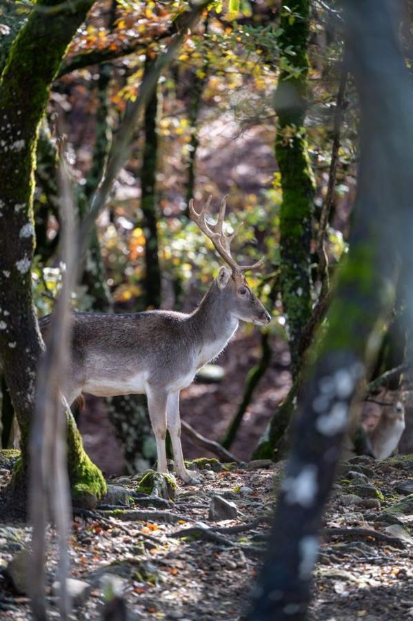 Bourazani Wild Life Resort Konitsa Bagian luar foto
