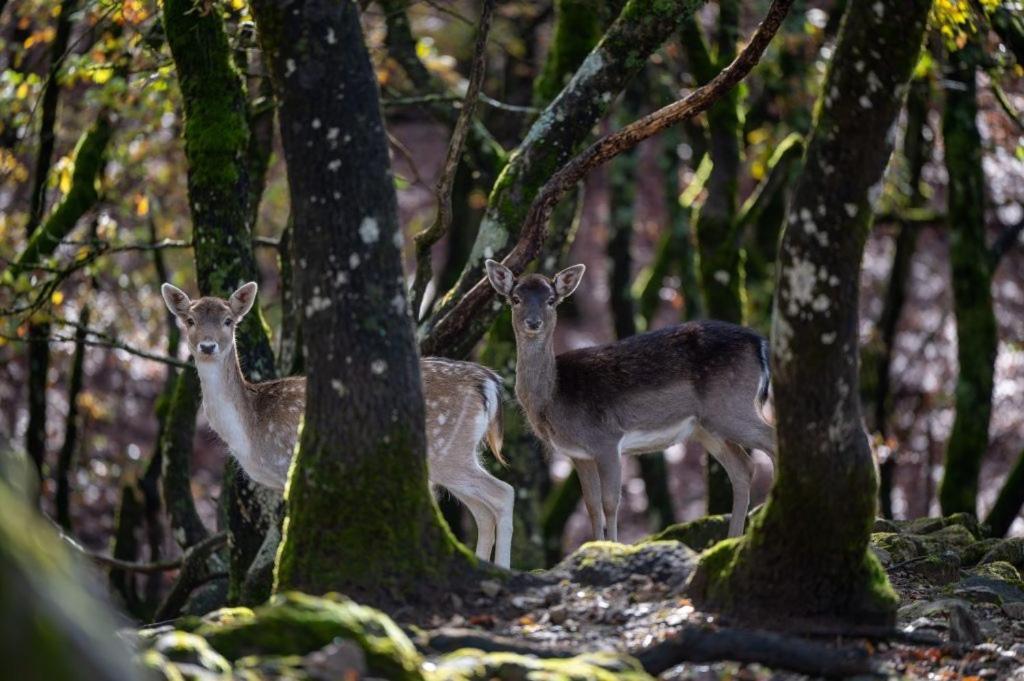 Bourazani Wild Life Resort Konitsa Bagian luar foto
