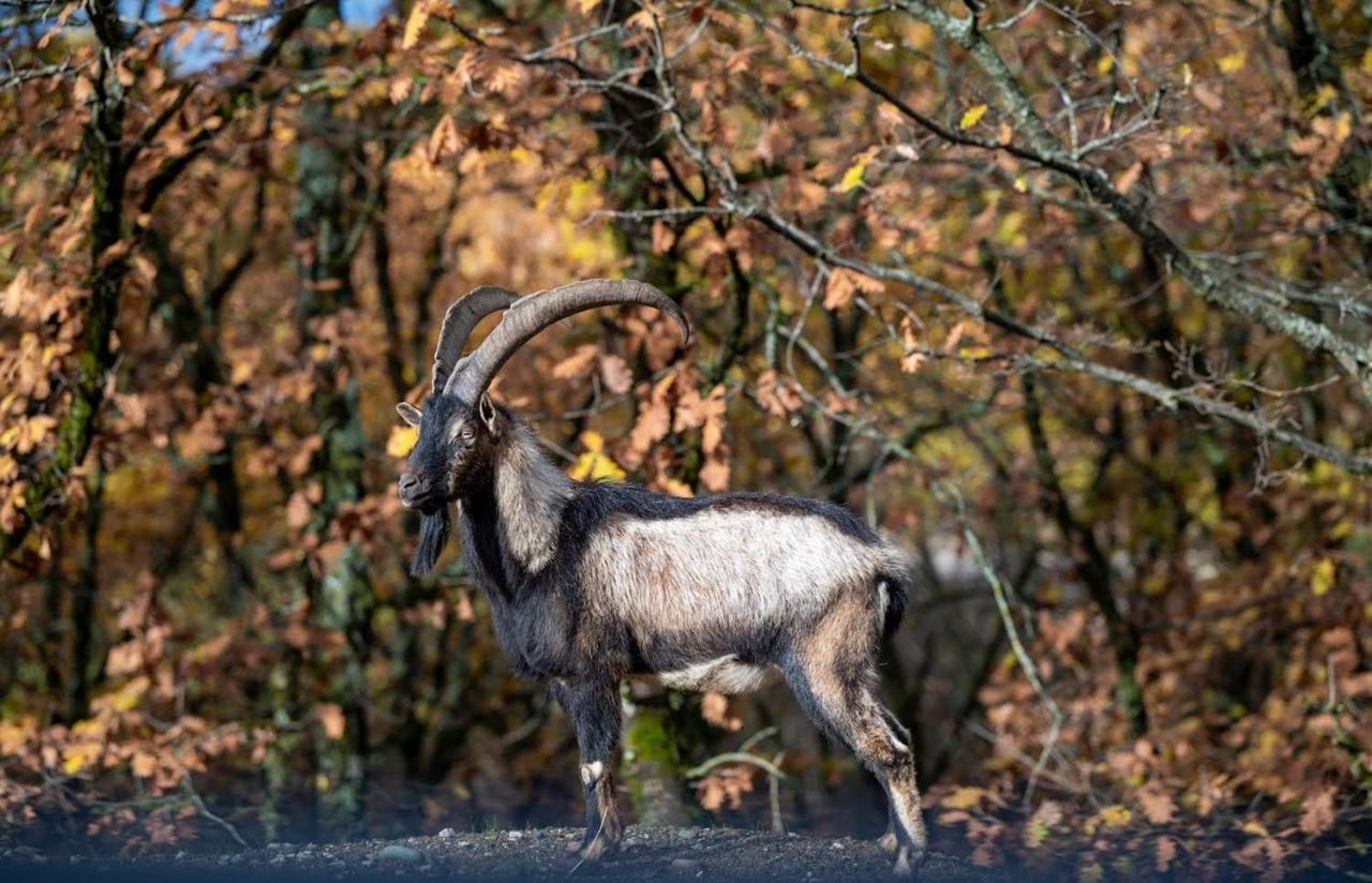 Bourazani Wild Life Resort Konitsa Bagian luar foto
