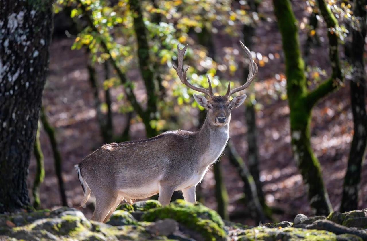 Bourazani Wild Life Resort Konitsa Bagian luar foto