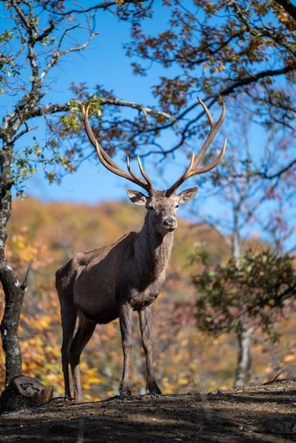Bourazani Wild Life Resort Konitsa Bagian luar foto