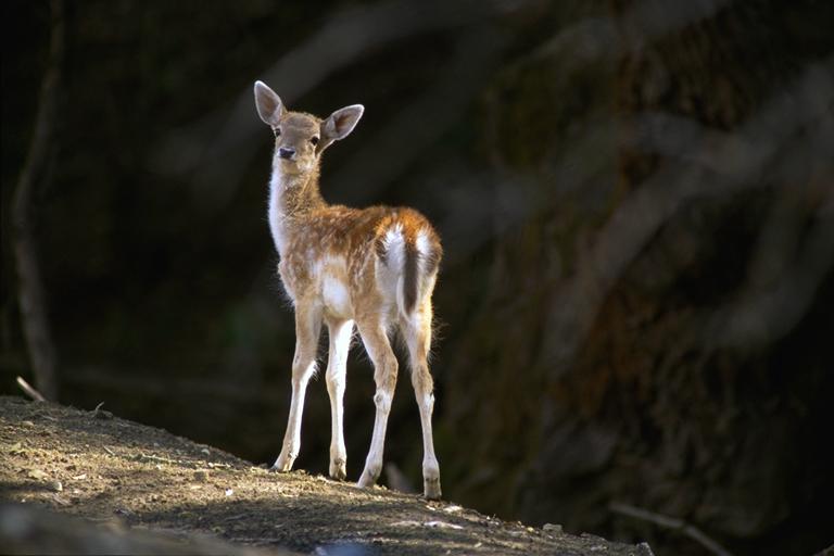 Bourazani Wild Life Resort Konitsa Bagian luar foto